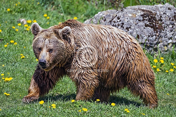 Bear walking Bear walking