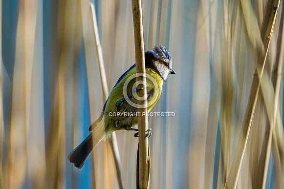 Blue tit in the reeds
