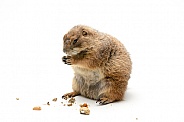 Black Tailed Prairie Dog on White Background