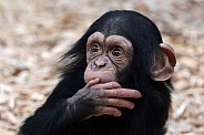 Chimpanzee (Pan troglodytes)
