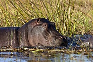 Hippopotamus - Okavango Delta