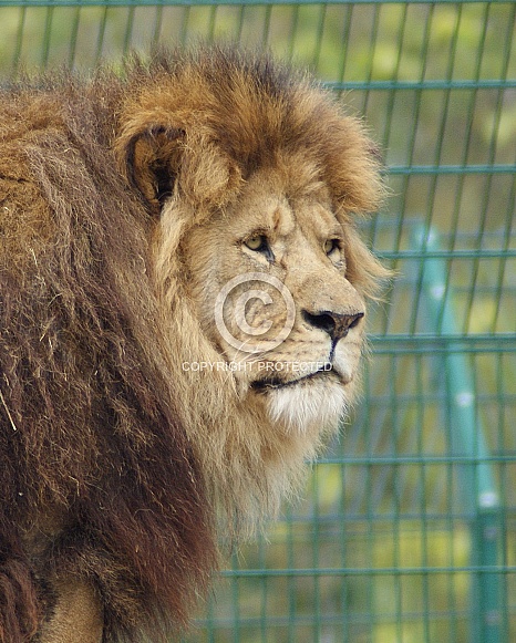 African lion