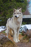 Yellowstone Wolf Standing 03