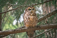 Northern Spotted Owl (Strix occidentalis caurina)