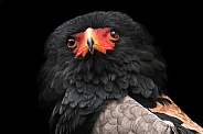 Bateleur Eagle Head Tilt Close Up Black Background