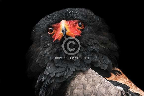 Bateleur Eagle Head Tilt Close Up Black Background