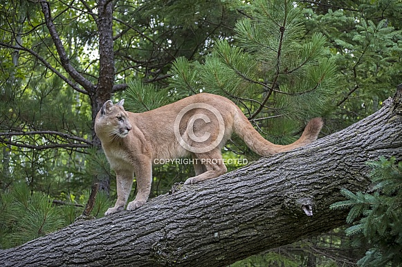 Mountain Lion