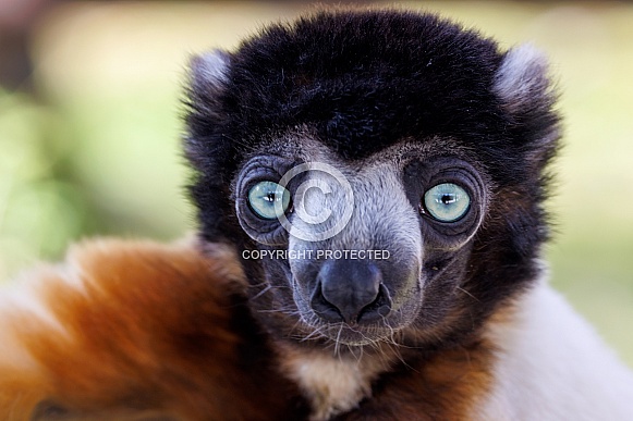 Crowned sifaka (Propithecus coronatus) Crowned sifaka (Propithecus coronatus)