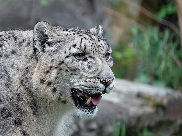 Snow Leopard