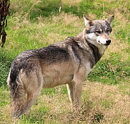 Wolf Looking