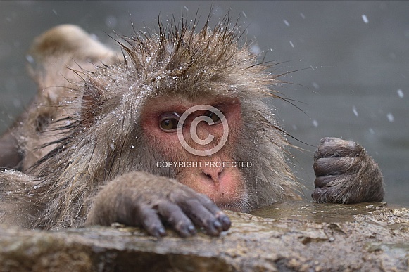 Snow monkey in hot spring Snow monkey in hot spring