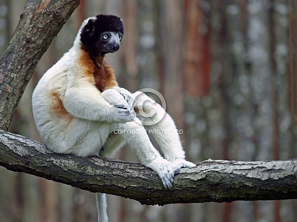 Crowned sifaka (Propithecus coronatus) Crowned sifaka (Propithecus coronatus)