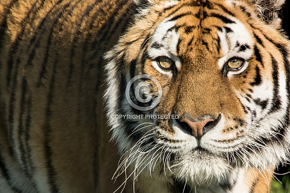 Amur Tiger Amur Tiger