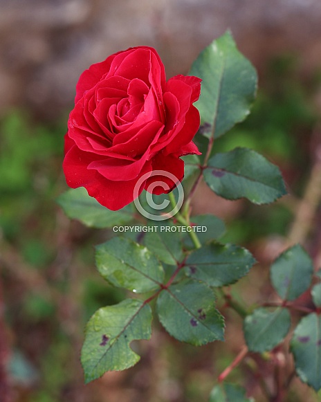 Red Rose