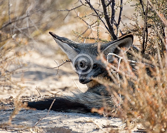 Bat-eared Fox Bat-eared Fox