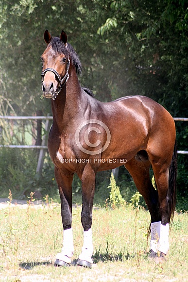 Horse