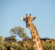 Giraffe head and neck portrait