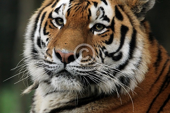 Amur Tiger Amur Tiger