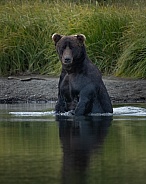 Large brown bear standing in the water fishing