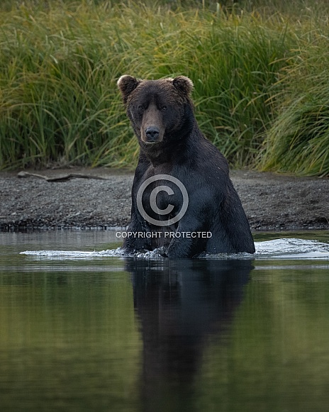 Large brown bear standing in the water fishing Large brown bear standing in the water fishing