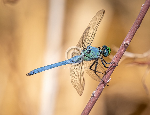 Western Pondhawk Western Pondhawk