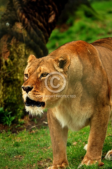 Lioness (Panthera Leo
