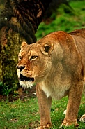 Lioness (Panthera Leo