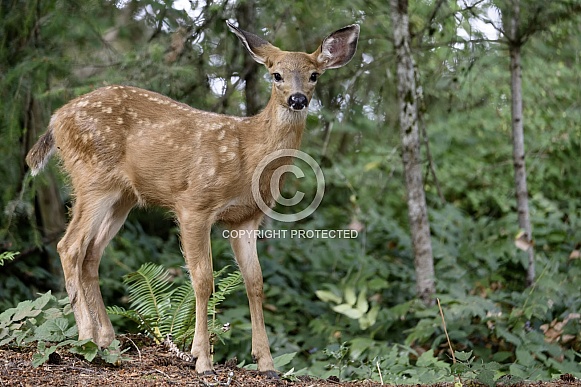 Baby Blacktail Deer Fawn Profile in the Woods