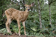 Baby Blacktail Deer Fawn Profile in the Woods