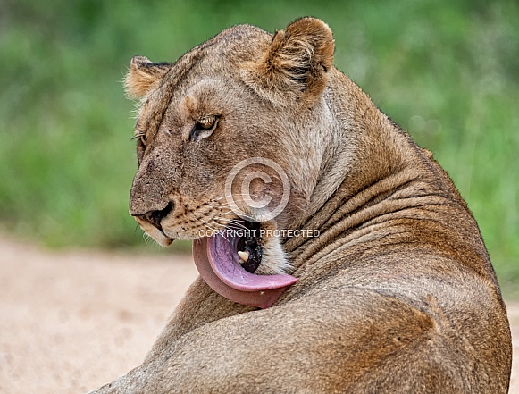 Female Lion Grooming