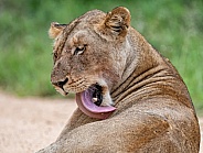 Female Lion Grooming