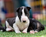 Miniature bull terrier puppy sitting next to a sleeping sibling