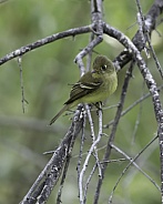 Western or Pacific Slope Flycatcher