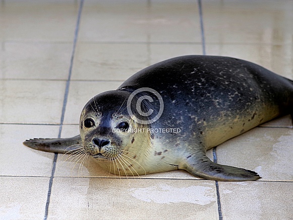 Young rescued Harbor Seal