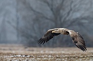 White tailed eagle or European Eagle