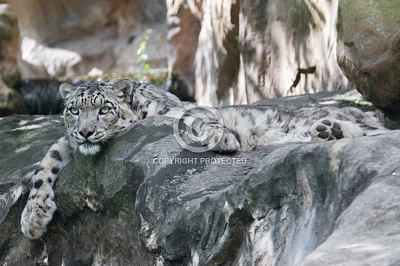 Snow leopard Siri