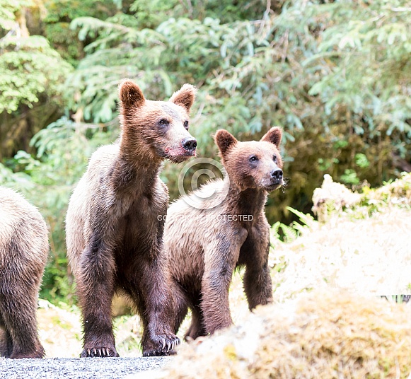 Grizzly bear cubs Grizzly bear cubs