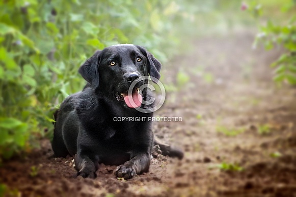 Labrador Retriever