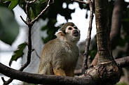 Young squirrel Monkey