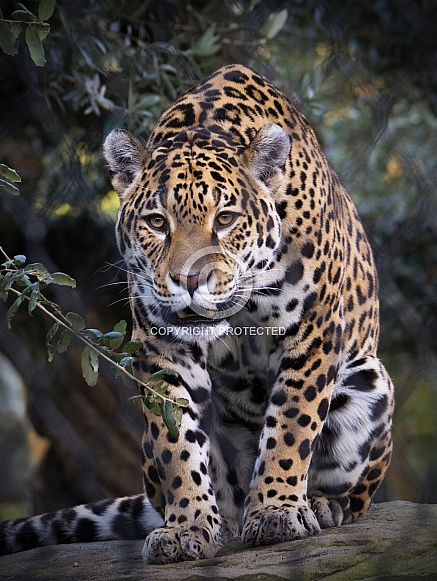 Jaguar Jaguar