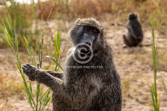 African Baboon