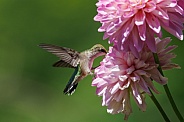 Young hummingbird checking a dahlia flower