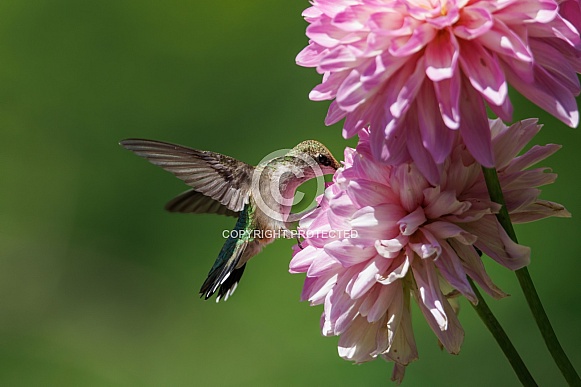 Young hummingbird checking a dahlia flower