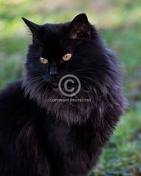 Longhaired Black Cat Portrait