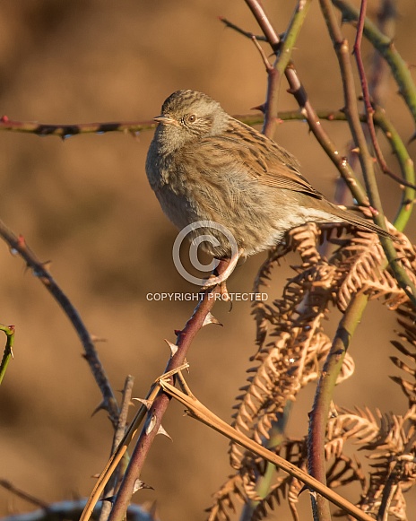 Dunnock Dunnock