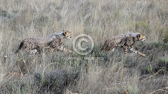 Cheetah Cubs - 4 Months Old Cheetah Cubs - 4 Months Old