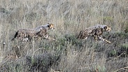 Cheetah Cubs -  4 Months Old