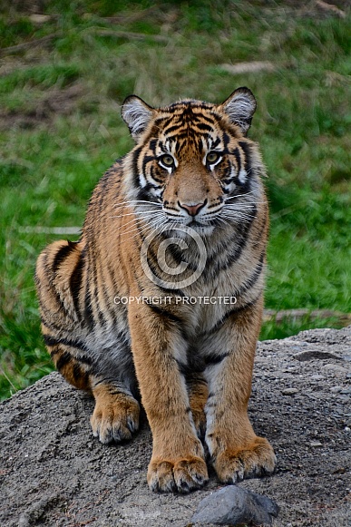 Sumatran Tiger