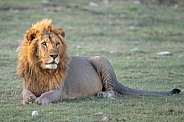 Male lion relaxing at sunset