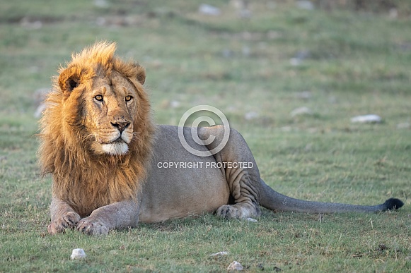 Male lion relaxing at sunset Male lion relaxing at sunset